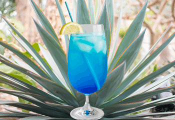 Organic Raw Cold Pressed Juice - Blue Seamoss Lemonade